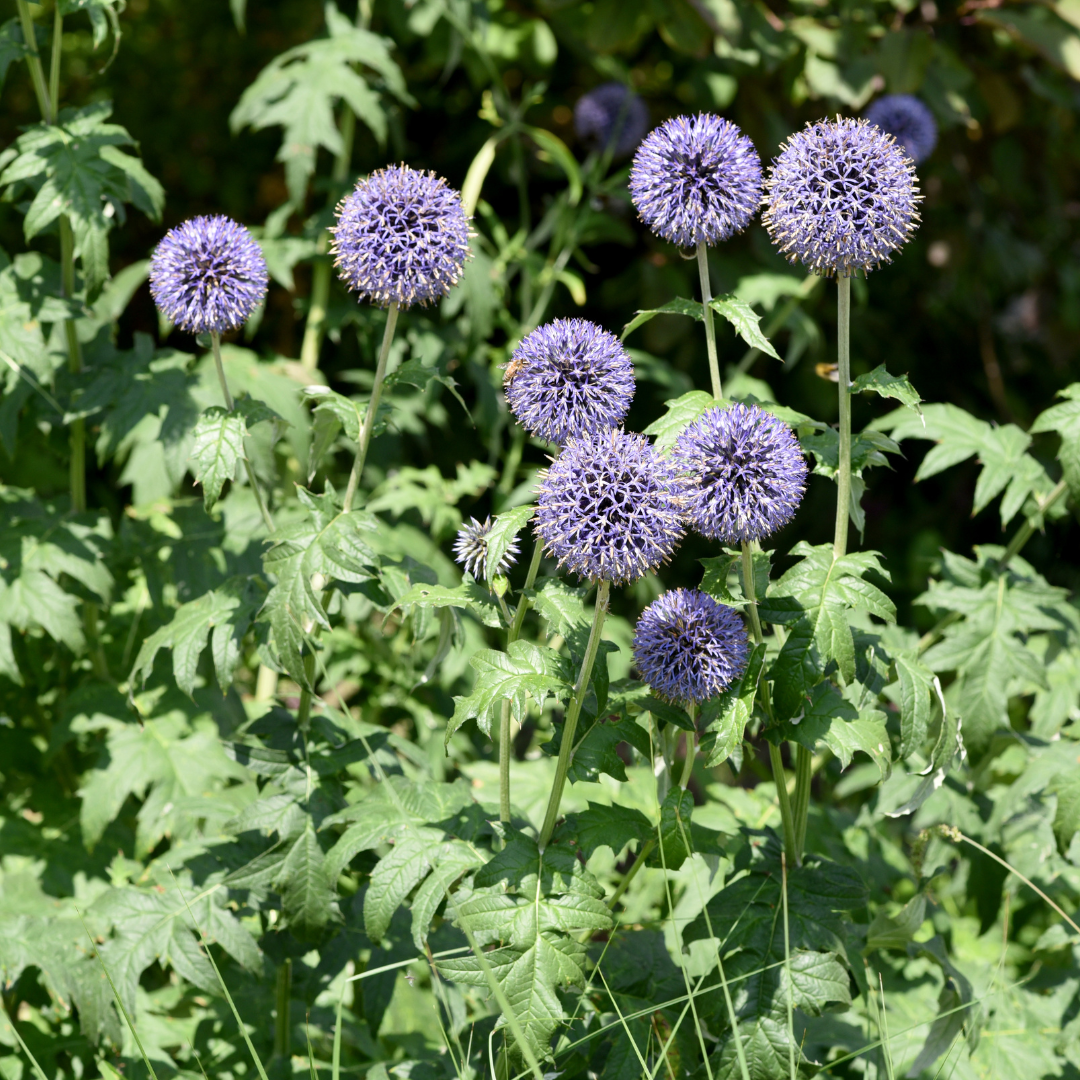 6x Echinops ritro - ↕10-25cm - Ø9cm
