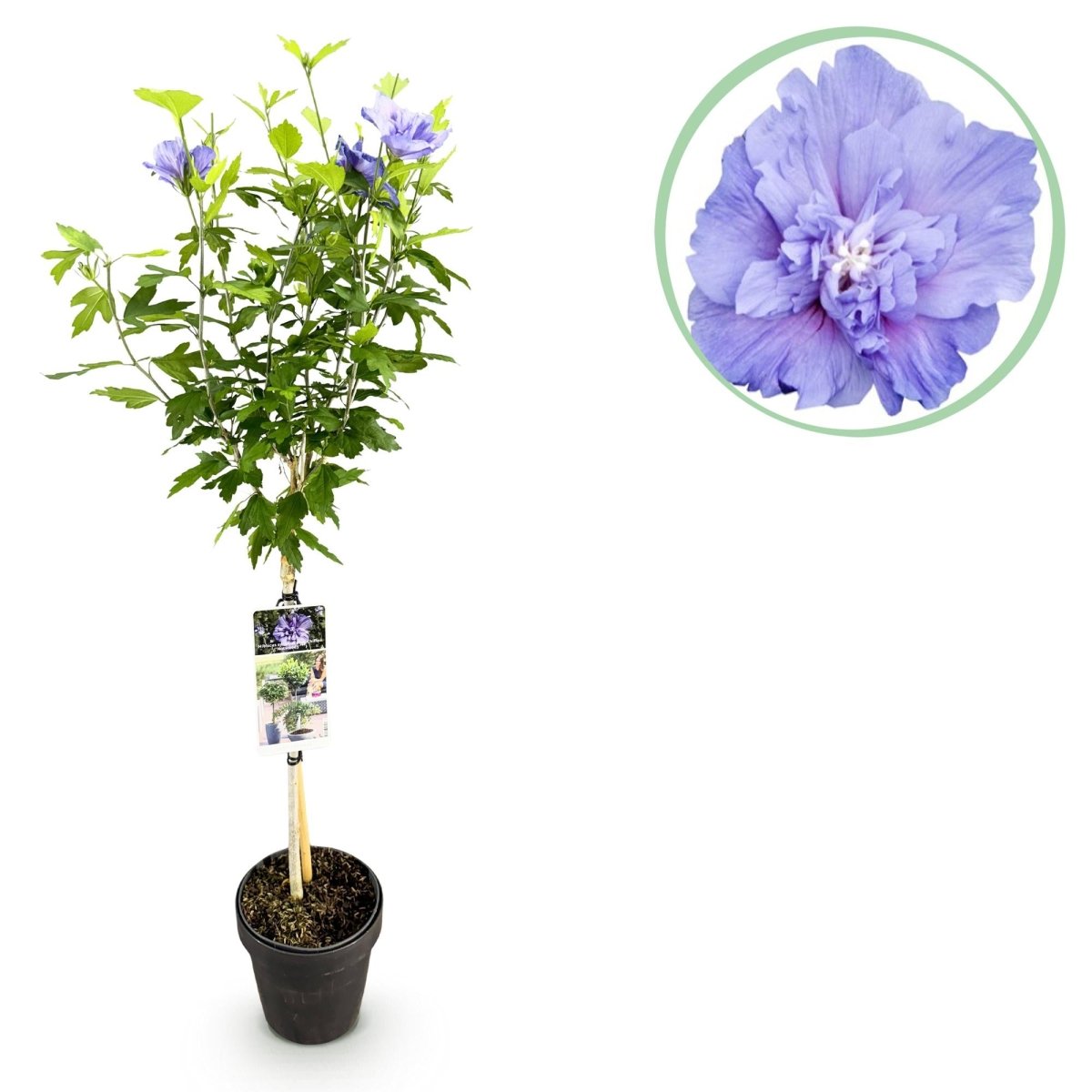 Hibiscus syriacus Blue Chiffon® - Stammpflanze - Terrassenpflanze - Laubabwerfend - Pflegeleicht - Topf 19cm Höhe 90cm - Wurzelwerk Design