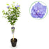 Hibiscus syriacus Blue Chiffon® - Stammpflanze - Terrassenpflanze - Laubabwerfend - Pflegeleicht - Topf 19cm Höhe 90cm - Wurzelwerk Design