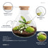 Everspring Flaschengarten Sammie, 26 cm Pflanzgefäß, ohne Werkzeuge, mit grünen Pflanzen im transparenten Glas.