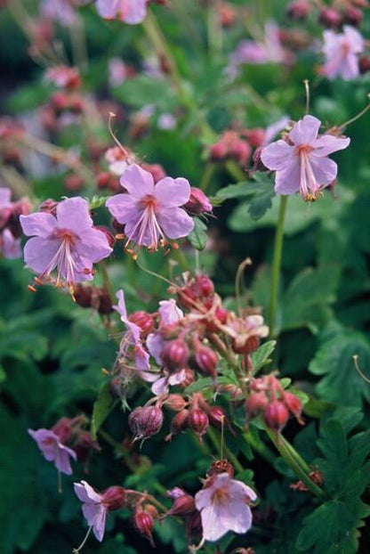 Storchschnabel (Geranium macrorrhizum &