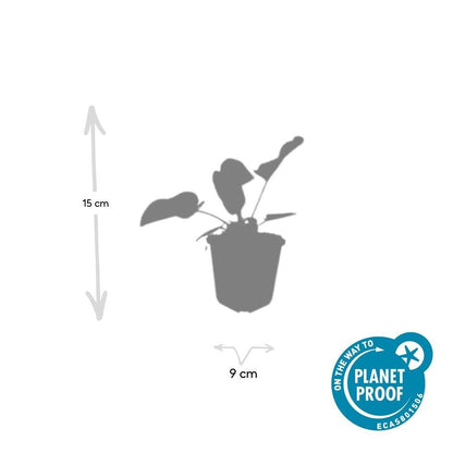 Phlomis russeliana – 24 Pflanzen Ø 9 cm Höhe 10–25 cm – Goldschopf - Brandkraut | Winterharte Staude für Sonne &amp; Halbschatten - Wurzelwerk Design