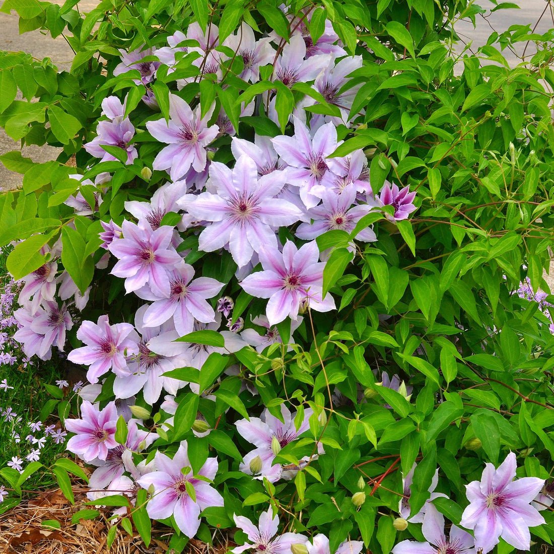 Kletterpflanze - Clematis Nelly Moser - Blüte Rosa - Wenig Pflege - 2 Pflanzen - Topf 11cm Höhe 40cm
