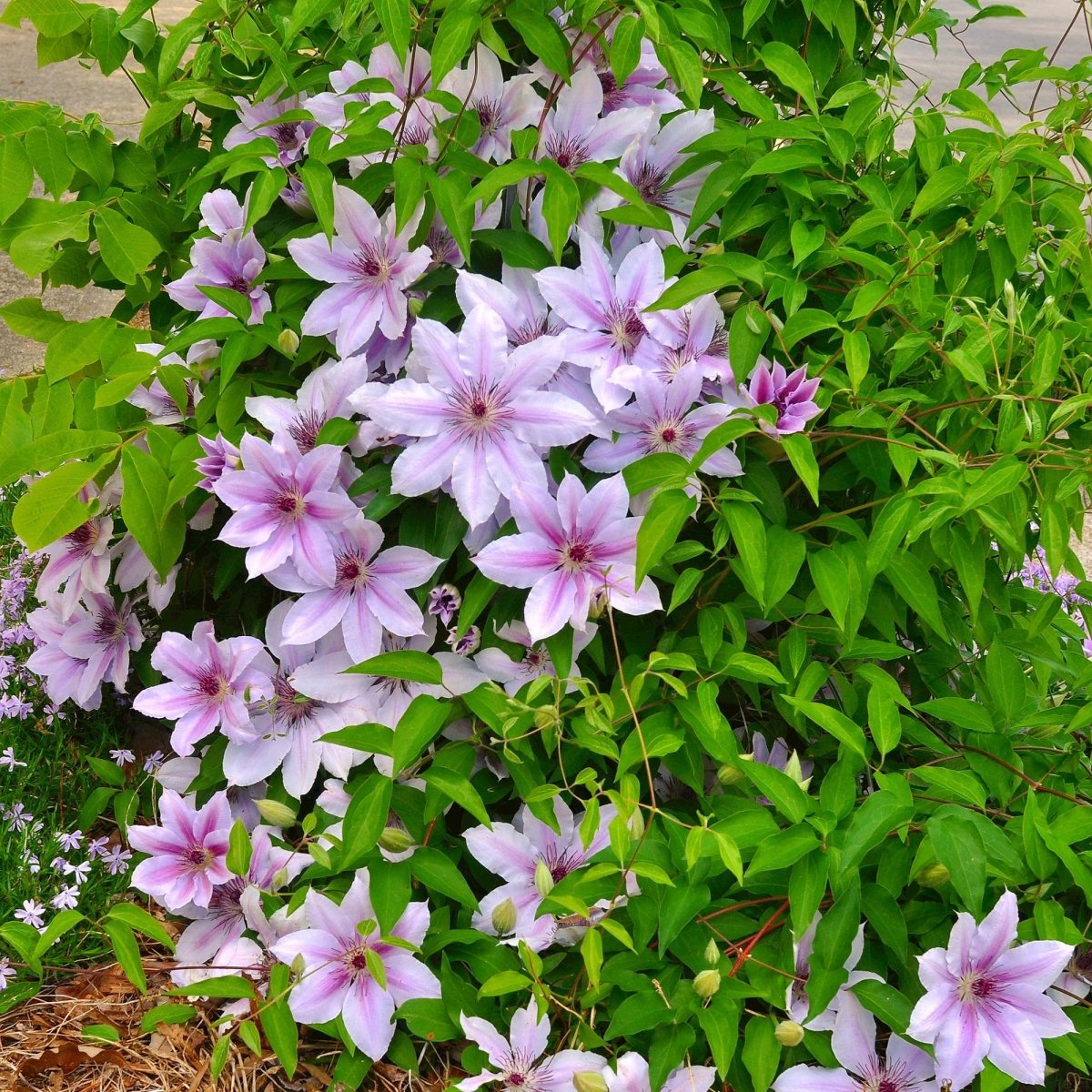 Kletterpflanze - Clematis Nelly Moser - Blüte Rosa - Wenig Pflege - 2 Pflanzen - Topf 11cm Höhe 40cm - Wurzelwerk Design