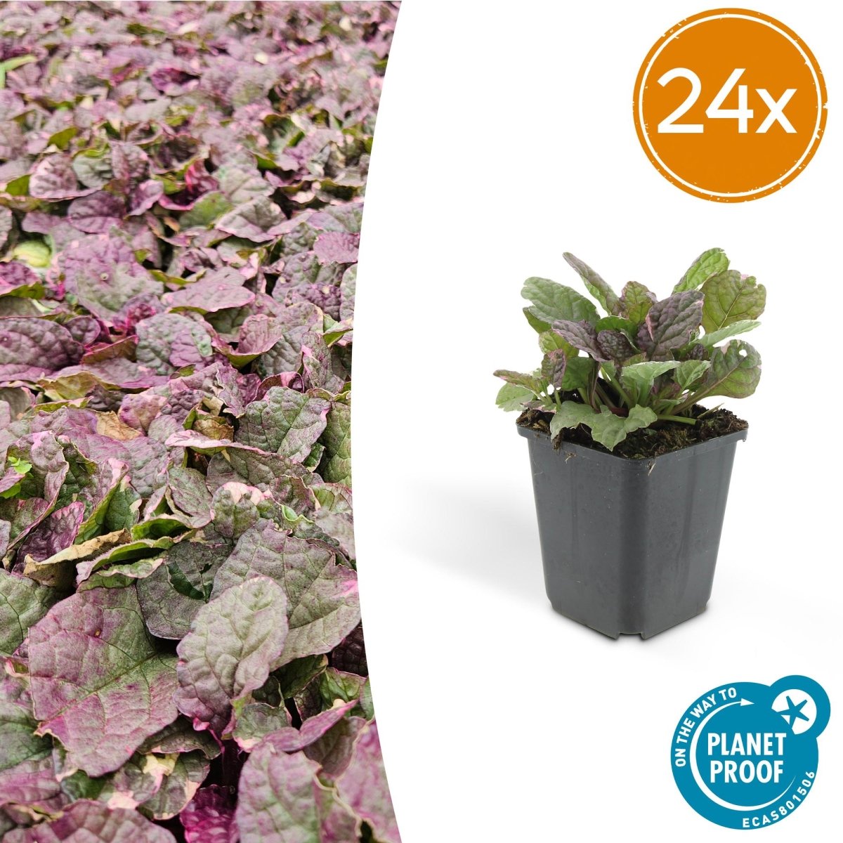 24x Ajuga reptans ‘Burgundy Glow’ – Kriechender Günsel mit buntem Laub – Höhe 10–25 cm – Ø 9 cm - Wurzelwerk Design
