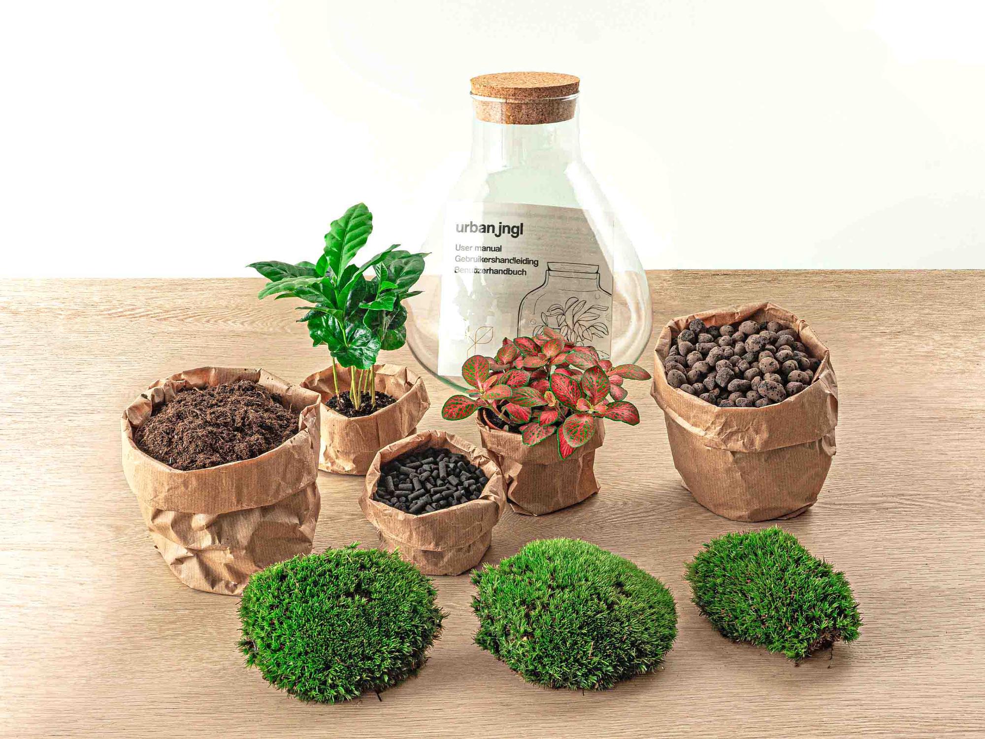 Kleiner Everspring Sammie Coffea Flaschengarten mit grünem Blattwerk, 26 cm hoch, auf natürlichem Hintergrund.