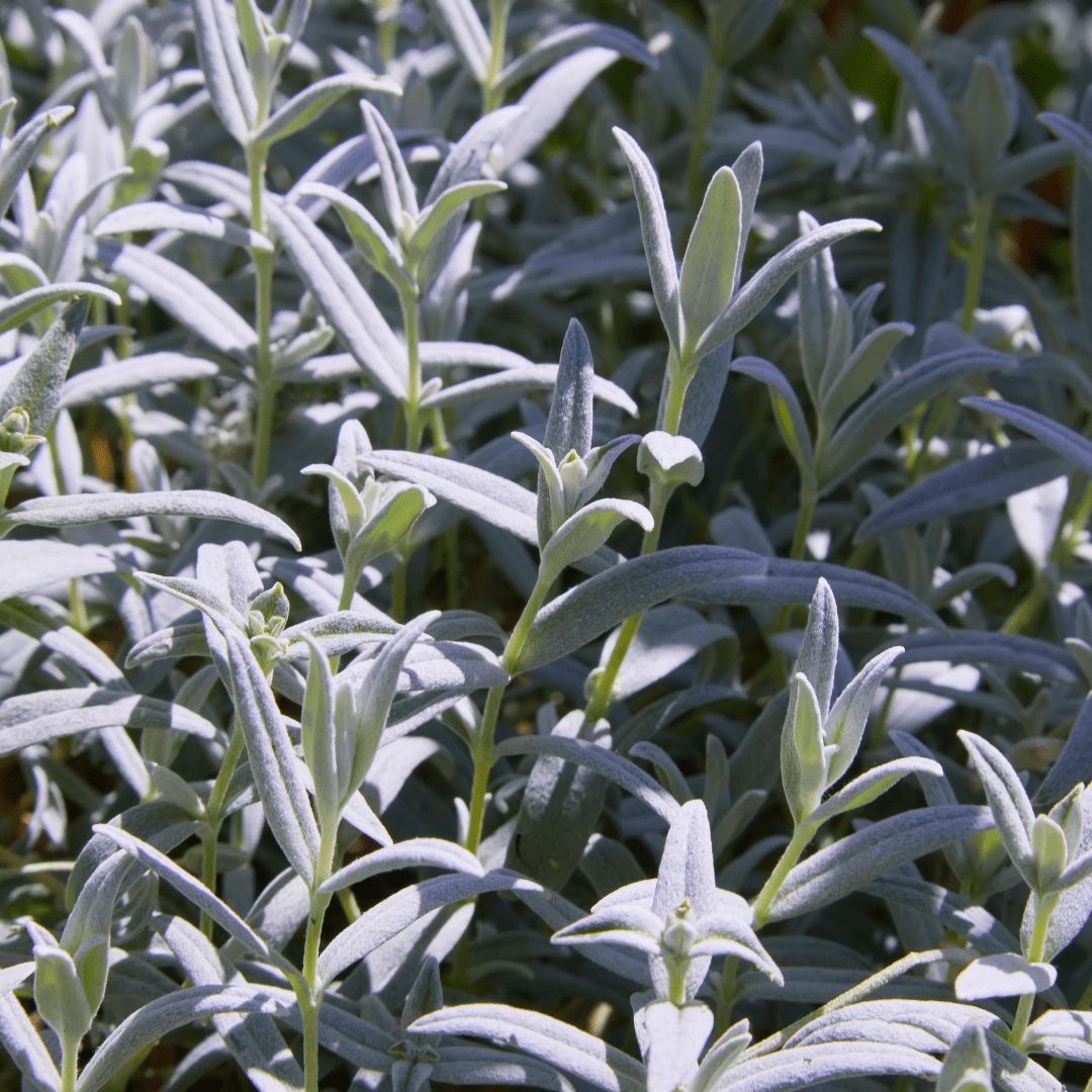 Sechs Cerastium tomentosum Pflanzen in Töpfen, ca. 10-25 cm hoch, mit silbrig behaarten Blättern und weißen Blüten, Everspring
