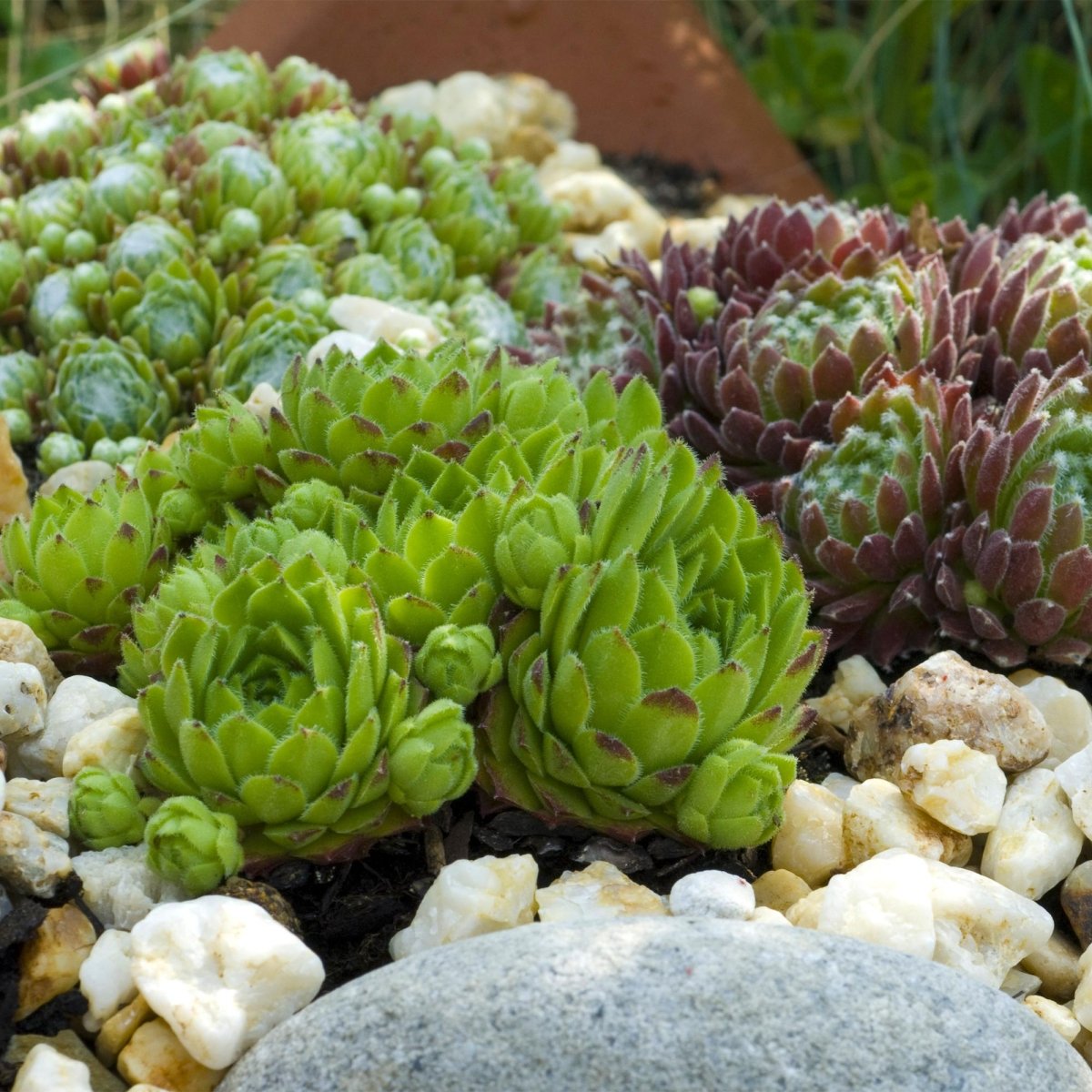 Bodendecker Sempervivum Big Sam | 4 winterharte Pflanzen – Verschiedene Farben – Pflegeleicht - Wurzelwerk Design