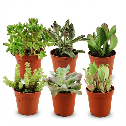 Mini Sukkulenten Mix von Everspring, 6 kleine Pflanzen, Durchmesser 5,5 cm, Höhe 5-10 cm, auf Bild zu sehen