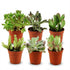 Mini Sukkulenten Mix von Everspring, 6 kleine Pflanzen, Durchmesser 5,5 cm, Höhe 5-10 cm, auf Bild zu sehen