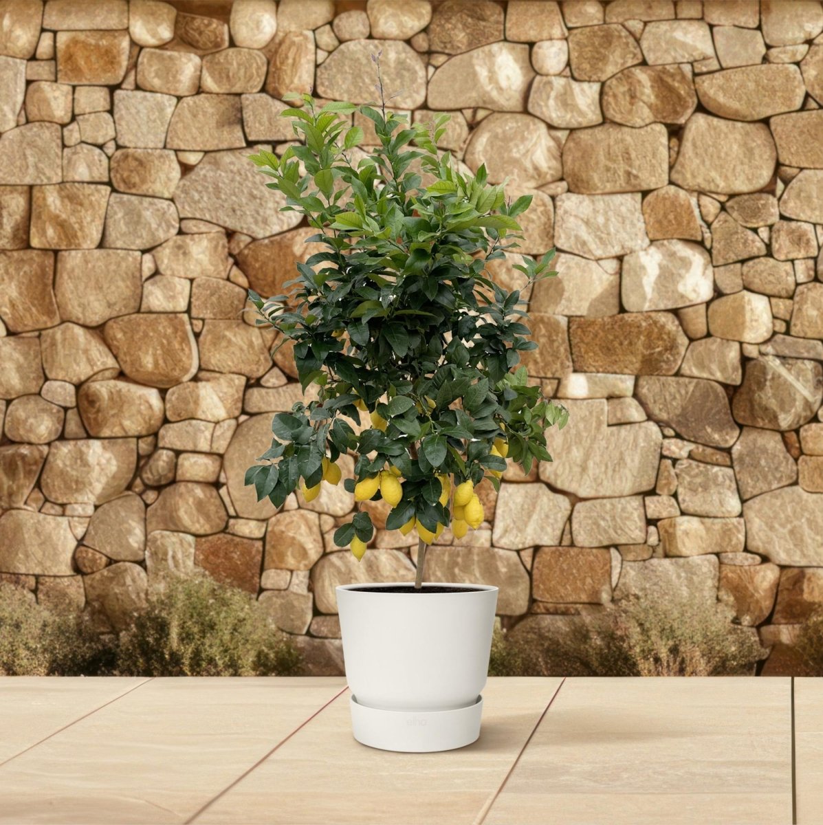Citrus Lemon – Zitronenbaum für Kübel &amp; Garten – Mediterranes Flair für Terrasse &amp; Balkon - Wurzelwerk Design