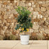 Citrus Lemon – Zitronenbaum für Kübel & Garten – Mediterranes Flair für Terrasse & Balkon - Wurzelwerk Design