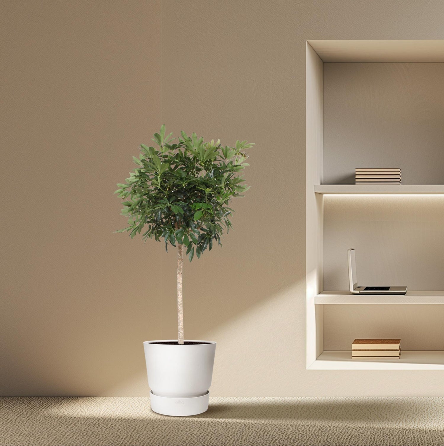 Everspring Schefflera Arboricola Compacta, 190 cm hohe Zimmerpflanze, runde Blätter, Topf mit Durchmesser 45 cm.