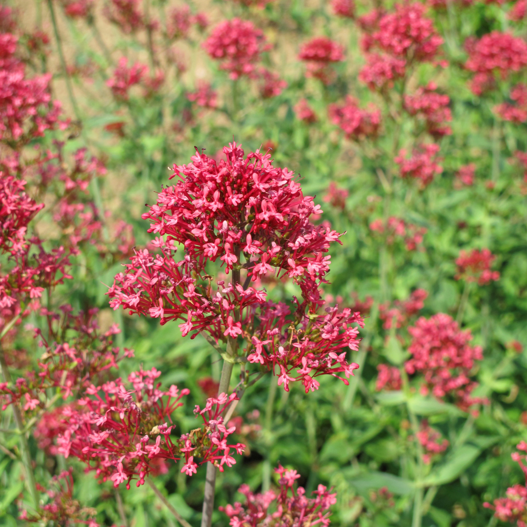 Sechs Centranthus ruber &