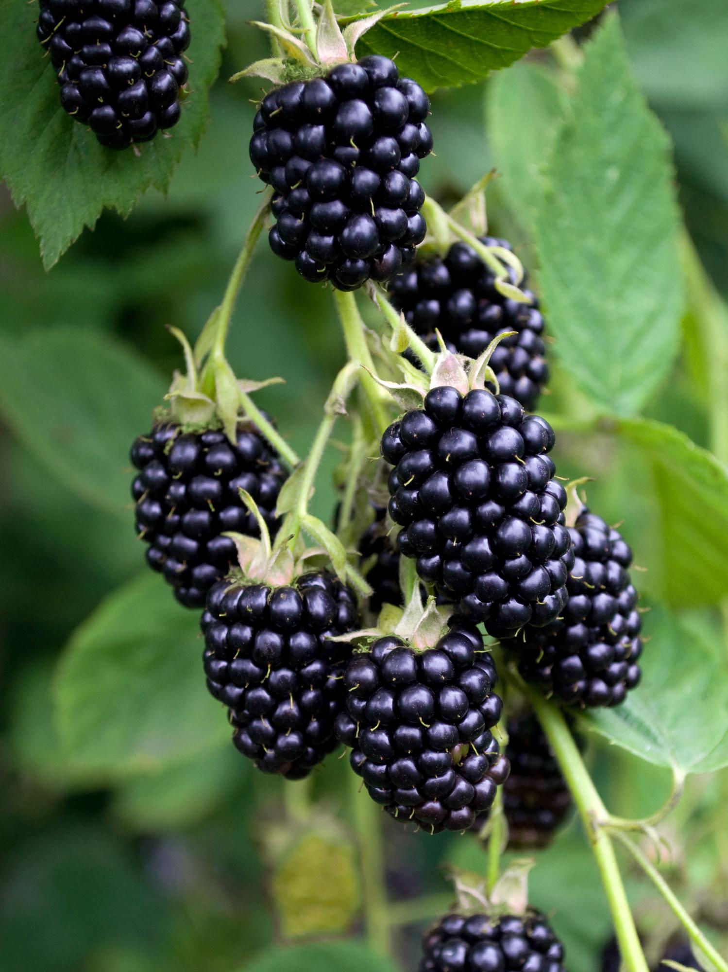 Dornenlose Brombeere Rubus fruticosus &