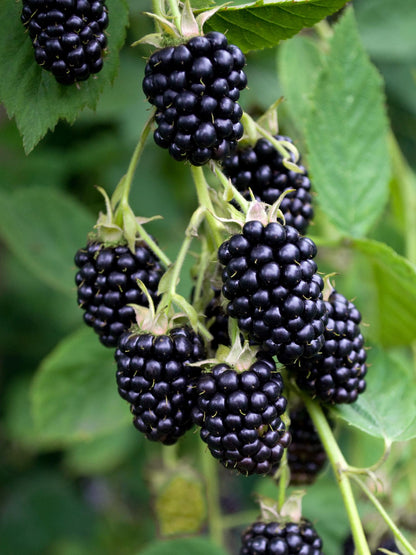 Dornenlose Brombeere Rubus fruticosus &