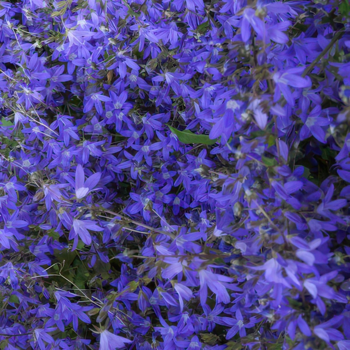 24x Campanula poscharskyana ‘Stella’ – Hängepolster - Glockenblume für Beete, Mauern &amp; Balkon – Höhe 10–25 cm – Ø 9 cm - Wurzelwerk Design