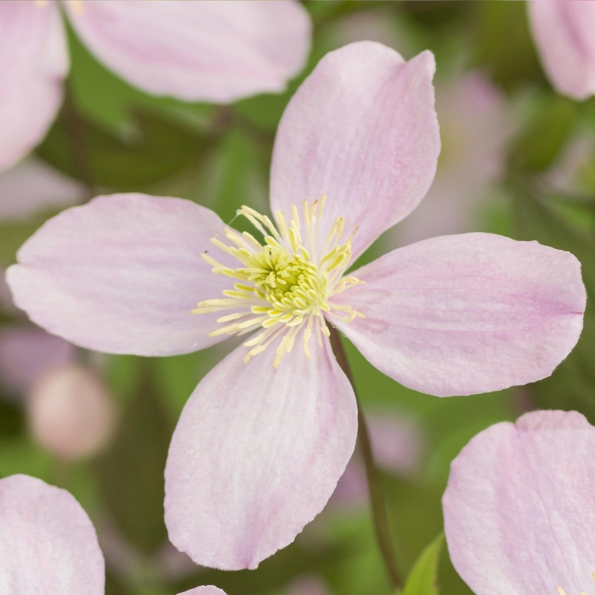 Clematis montana &