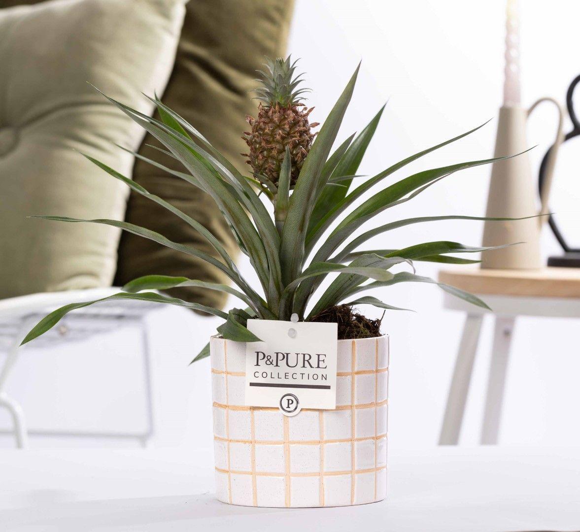 Künstliche Ananas Pflanze Rosita von Everspring, 35cm hoch, mit P&amp;PURE Tirza Keramik-Topf, 12cm Durchmesser, naturgetreu gestaltet.