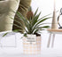 Künstliche Ananas Pflanze Rosita von Everspring, 35cm hoch, mit P&PURE Tirza Keramik-Topf, 12cm Durchmesser, naturgetreu gestaltet.