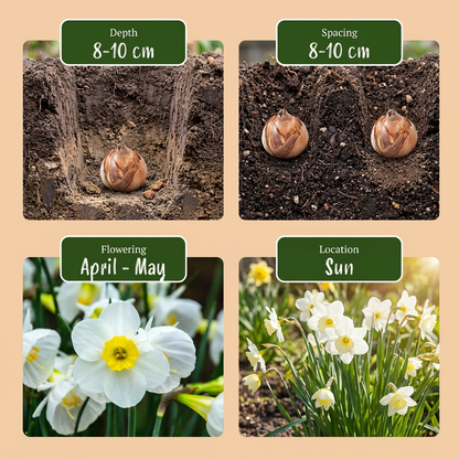 Reifrock-Narzisse Weiß – Narcissus bulbocodium online kaufen | 20 bis 160 Blumenzwiebeln, zierlich &amp; ungewöhnlich – Wurzelwerk Design