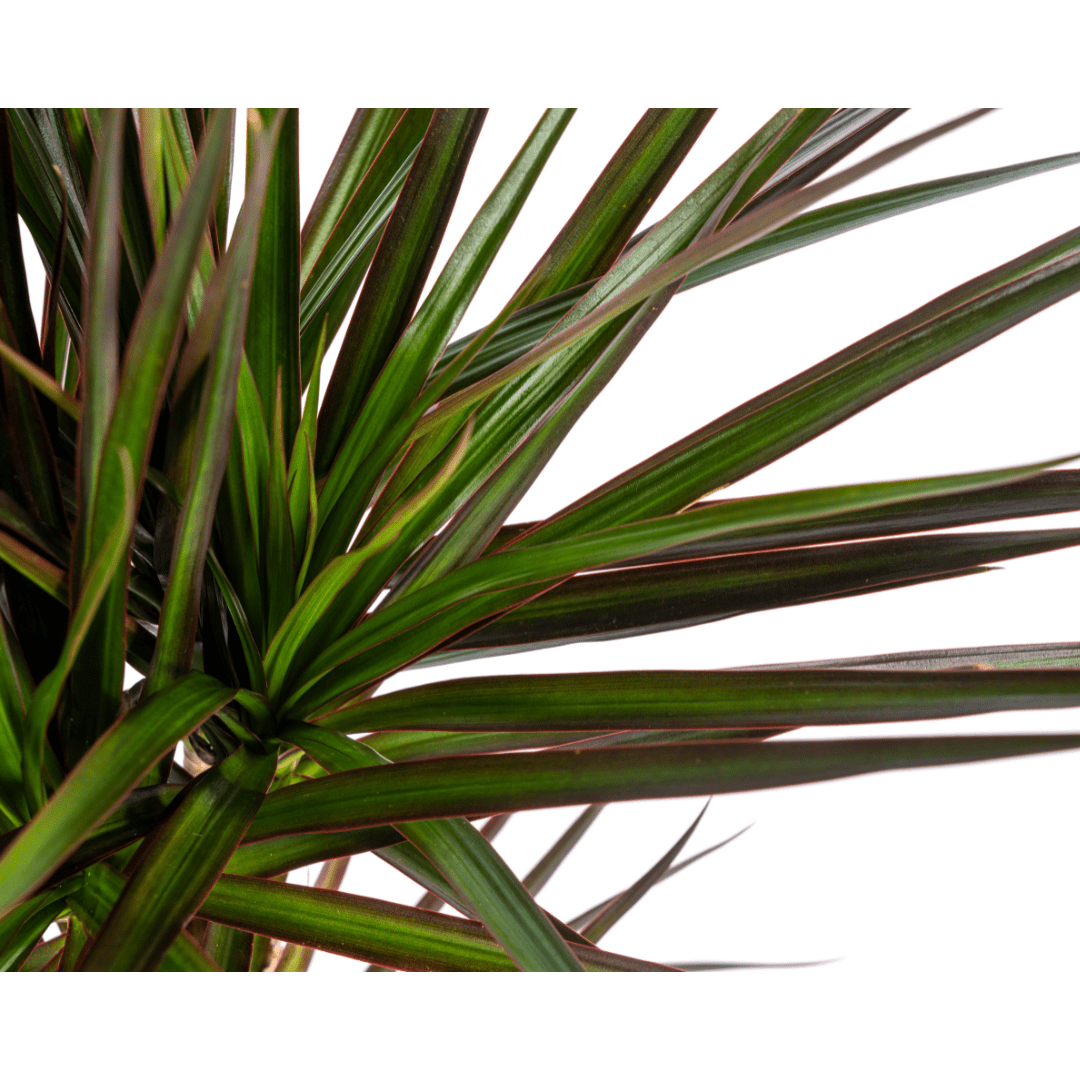 Dracaena marginata ‘Magenta’ – Exotische Zimmerpflanze - Wurzelwerk Design