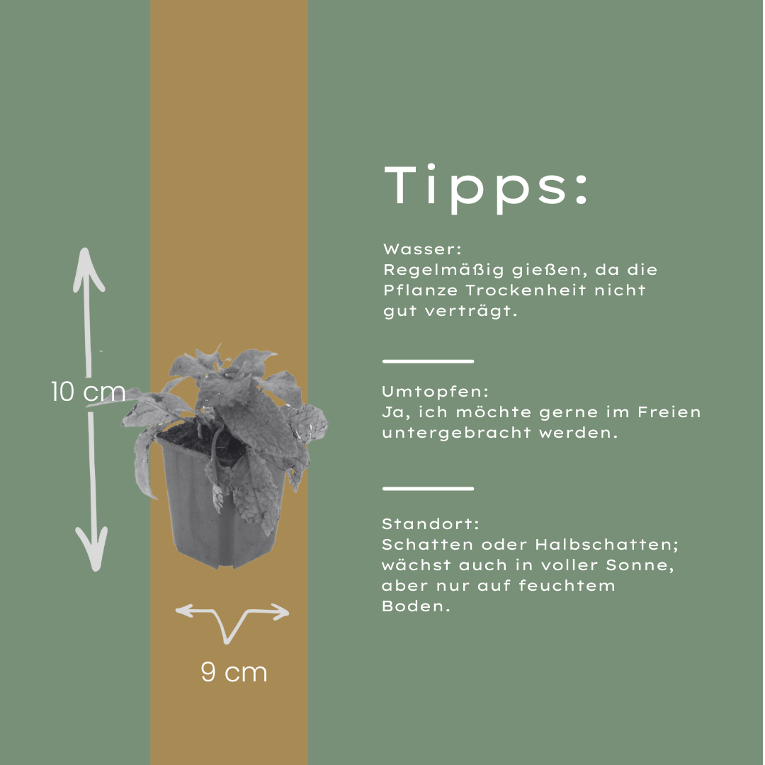 6x Symphytum grandiflorum - ↕10-25cm - Ø9cm