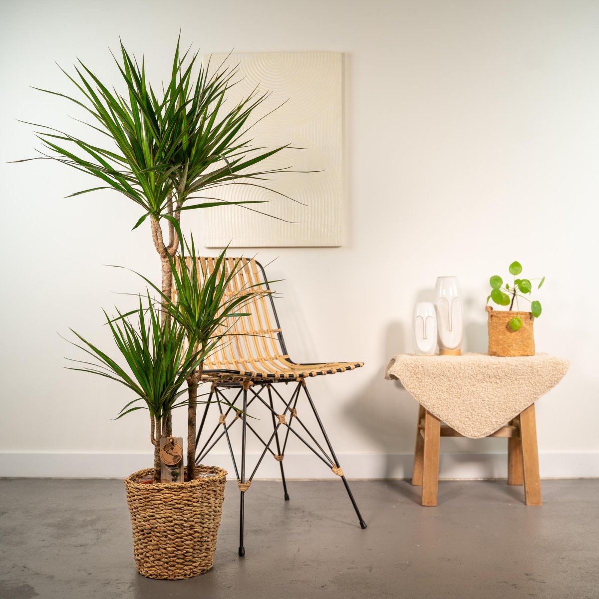 Dracaena Marginata kaufen – Drachenbaum mit Topf oder Korb - Wurzelwerk Design