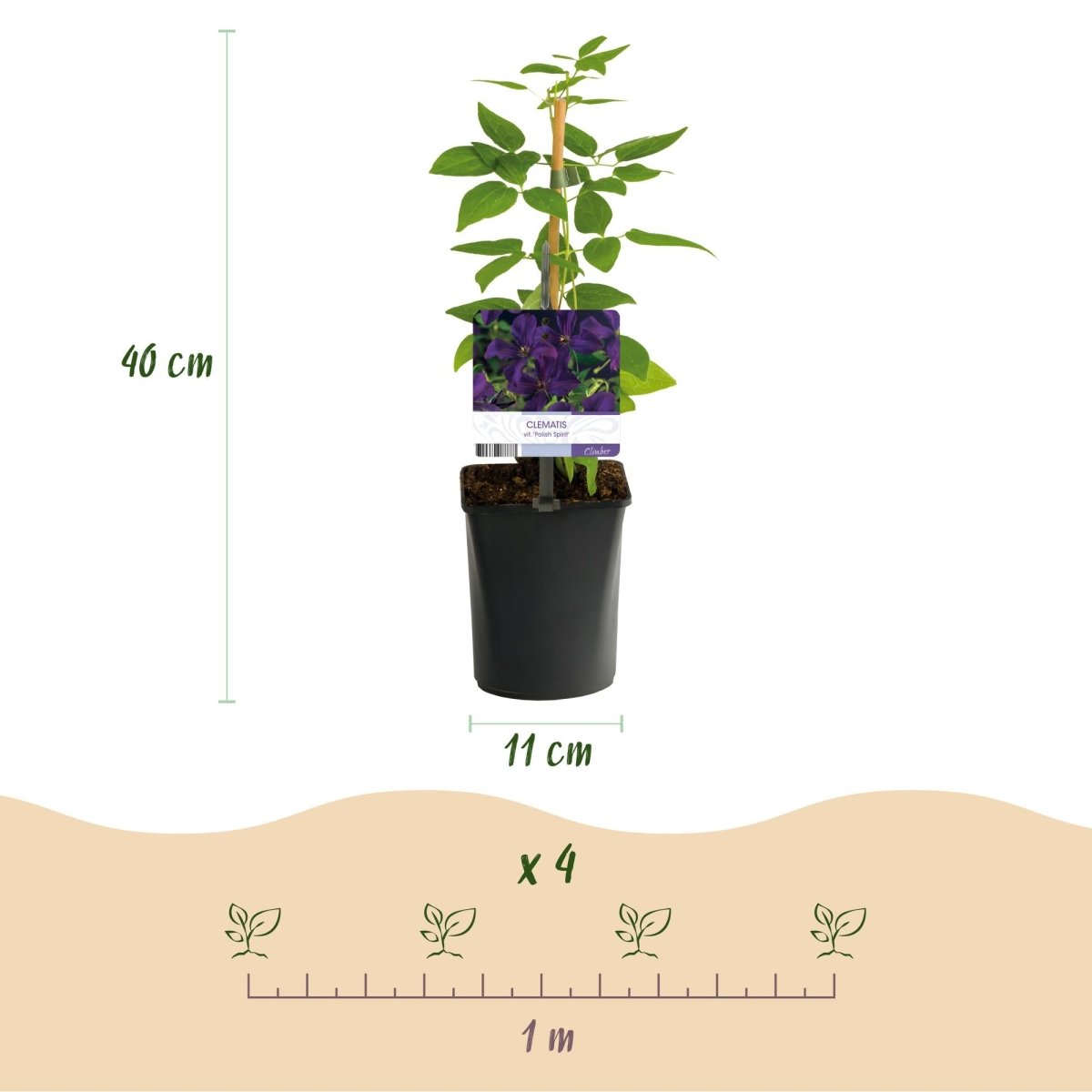 Clematis viticella &