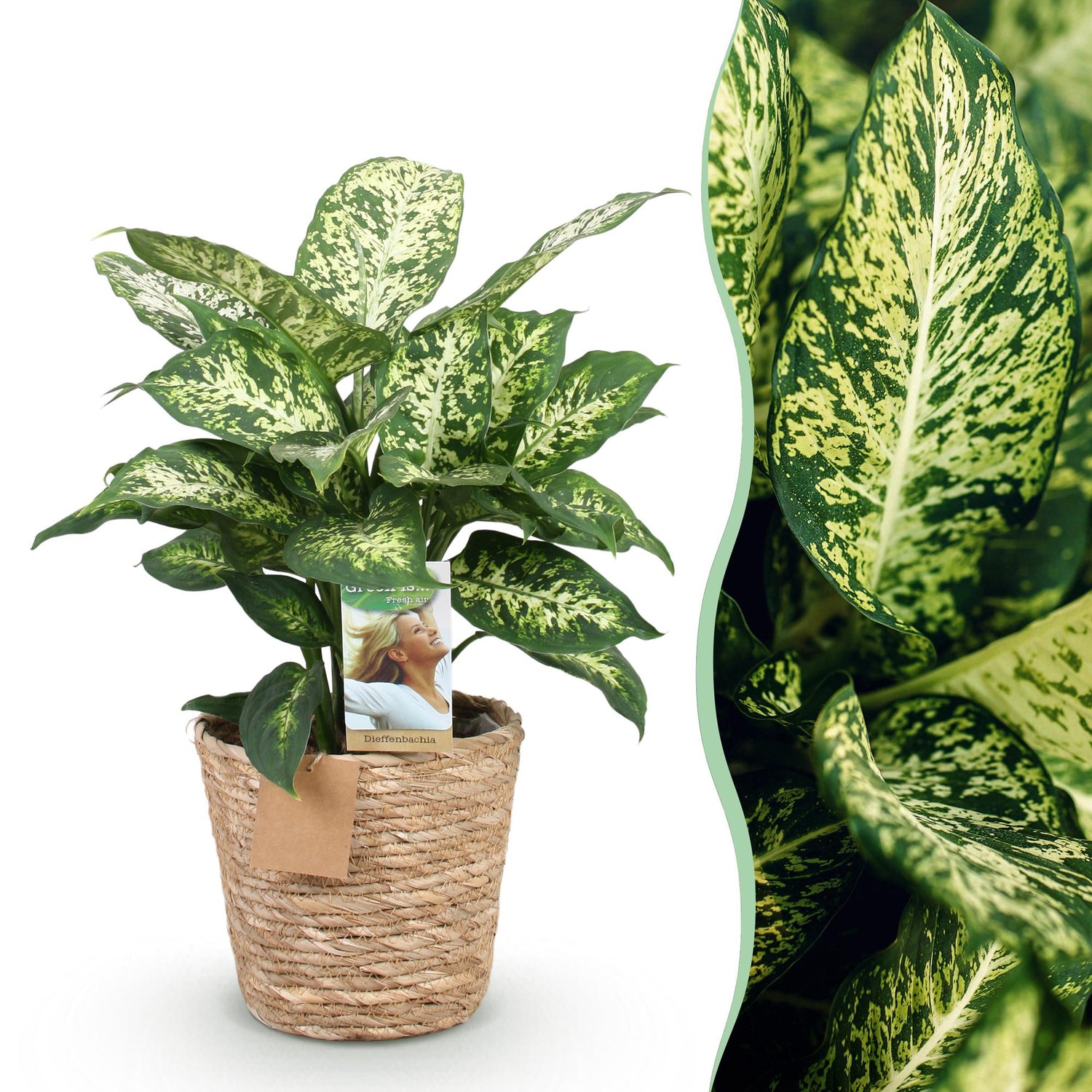 Diefenbachia Compacta Pflanze mit Korb, 45-50 cm hoch, Everspring, grüne Blätter, dekorative Zimmerpflanze