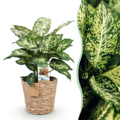 Diefenbachia Compacta Pflanze mit Korb, 45-50 cm hoch, Everspring, grüne Blätter, dekorative Zimmerpflanze