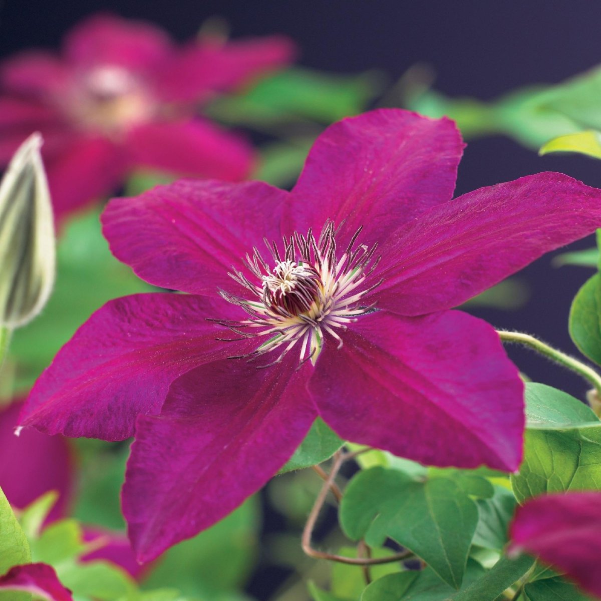Clematis &