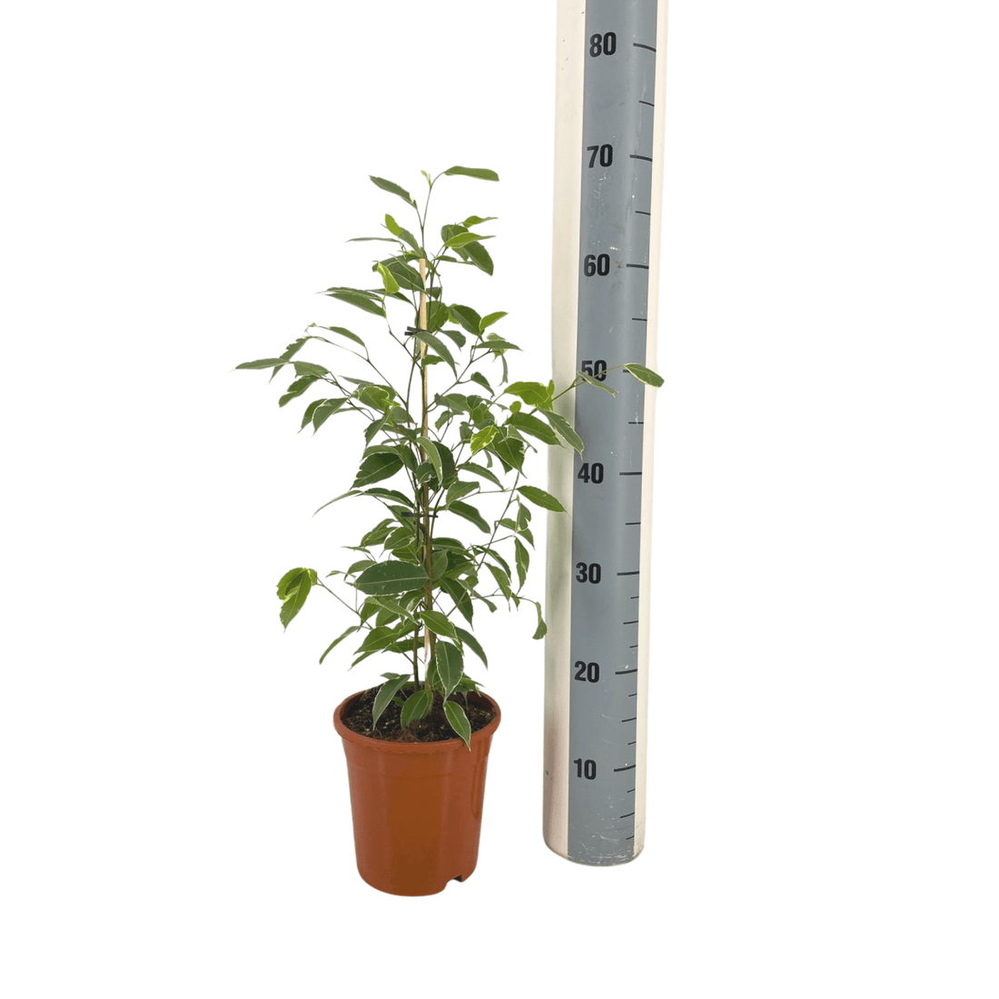 Ficus Benjamina – Elegante Birkenfeige für Innenräume - Wurzelwerk Design