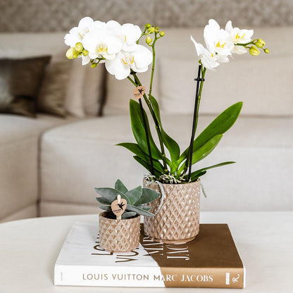 Diamond Pearl Dekotopf - Sand - Ø 9 cm - Wurzelwerk Design