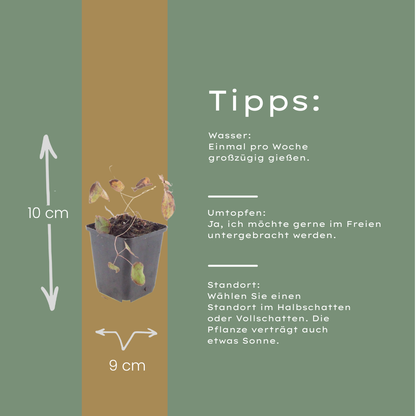 6x Epimedium rubrum - Rote Elfenblume ↕10-25cm - Ø9cm