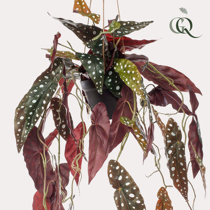 Kunstpflanze Begonia Maculata, Forellenbegonie, 80 cm hoch, detailreiche, realistische Everspring Kunstpflanze mit grünen Blättern.