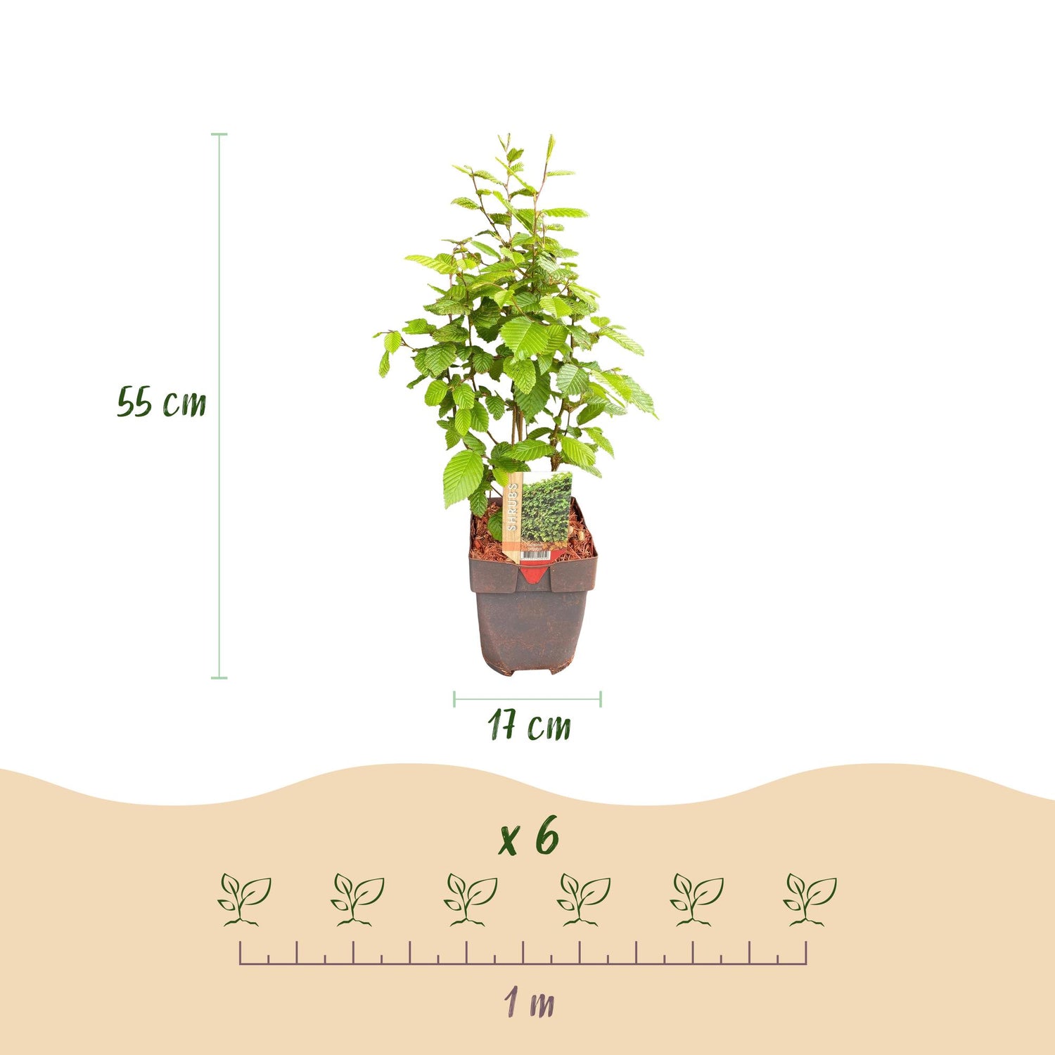 Sechs grüne Heckenpflanzen Carpinus betulus in Töpfen, je 17cm Durchmesser, für eine laufende Meter Hecke, laubabwerfend.