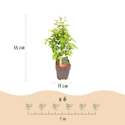 Sechs grüne Heckenpflanzen Carpinus betulus in Töpfen, je 17cm Durchmesser, für eine laufende Meter Hecke, laubabwerfend.