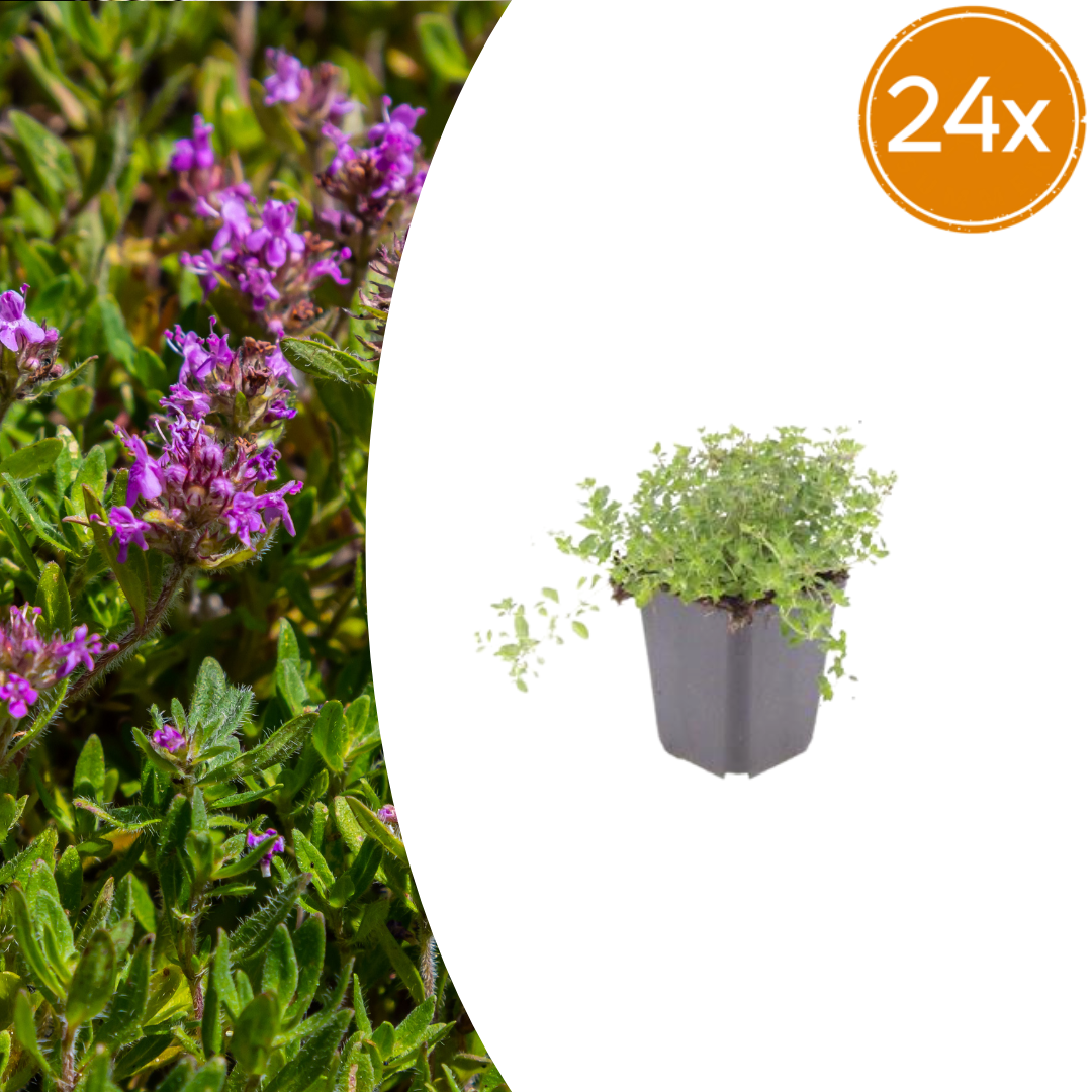 Dichte Thymus serpyllum Bodendecker-Pflanzen von Everspring, winterhart, grüne, niedrig wachsende Pflanzen für den Garten.