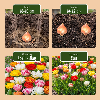 Gefüllte Tulpen Mischung – Tulipa Double online kaufen | 30 bis 240 Blumenzwiebeln, päonienartig gefüllt – Wurzelwerk Design
