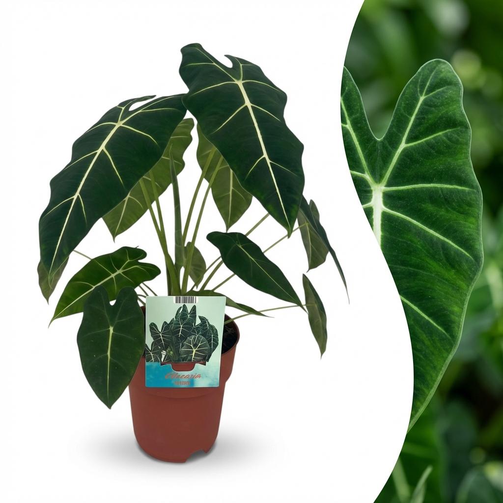 Alocasia Frydek kaufen | Elefantenohr – Topf Ø 19 cm, Höhe 60 cm - Wurzelwerk Design