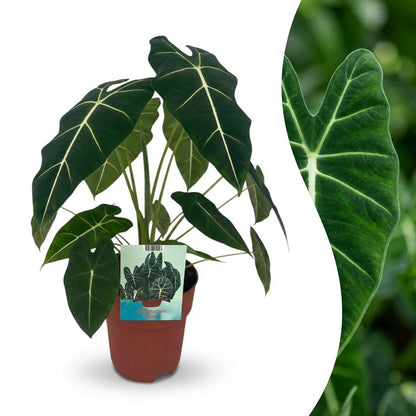 Alocasia Frydek kaufen | Elefantenohr – Topf Ø 19 cm, Höhe 60 cm - Wurzelwerk Design