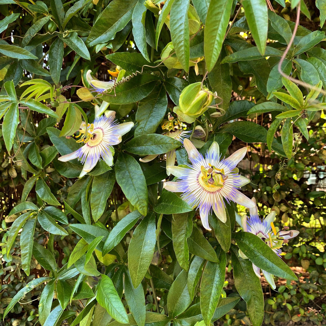 Passionsblume Passiflora caerulea | Blaue Blüten – 2 Pflanzen 40 cm Ø11 cm Topf
