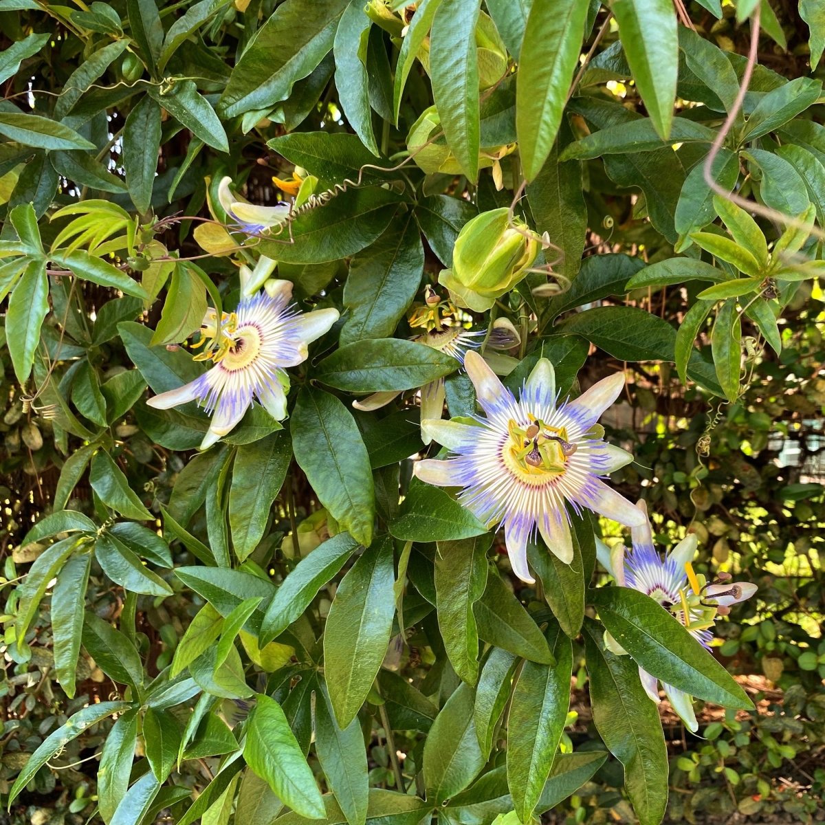 Passionsblume Passiflora caerulea | Blaue Blüten – 2 Pflanzen 40 cm Ø11 cm Topf - Wurzelwerk Design