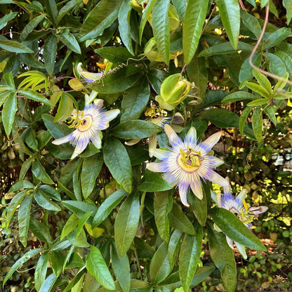 Passionsblume Passiflora caerulea | Blaue Blüten – 2 Pflanzen 40 cm Ø11 cm Topf - Wurzelwerk Design