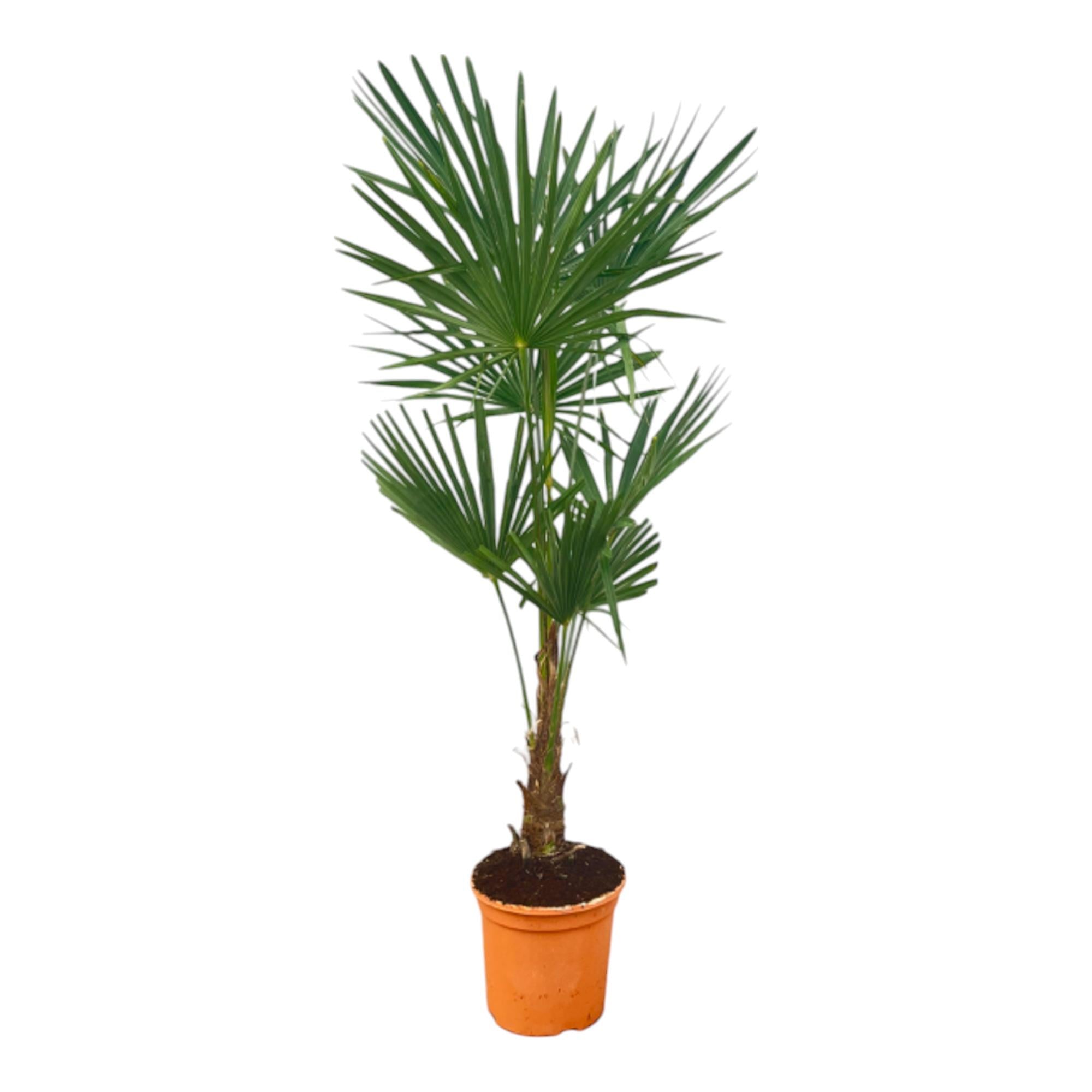 Trachycarpus fortunei – winterharte Hanfpalme im Topf für Garten, Terrasse oder Balkon