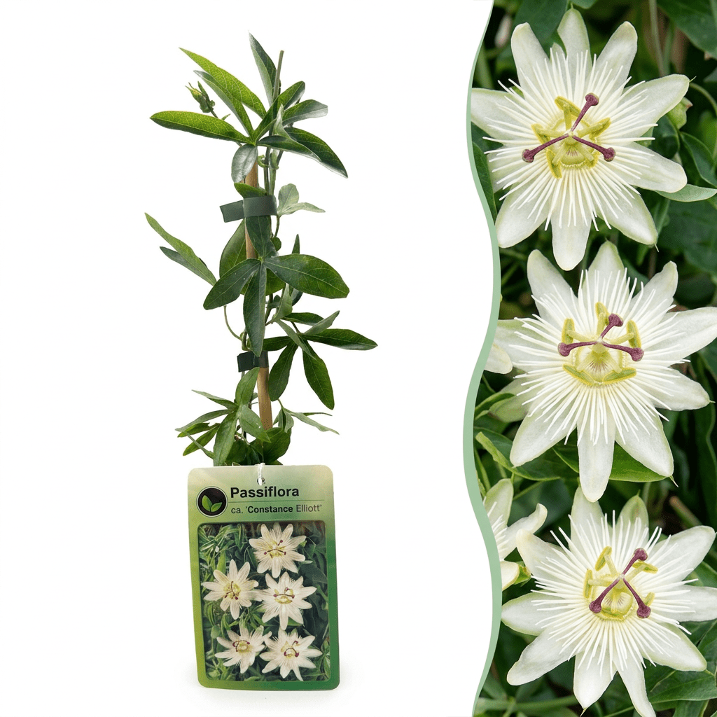 Passionsblume &