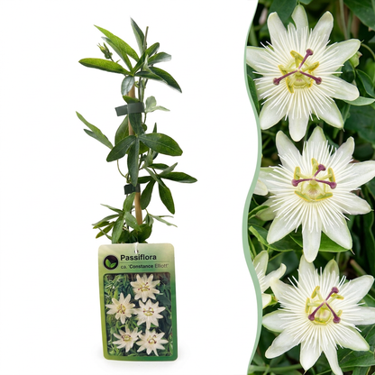 Passionsblume &