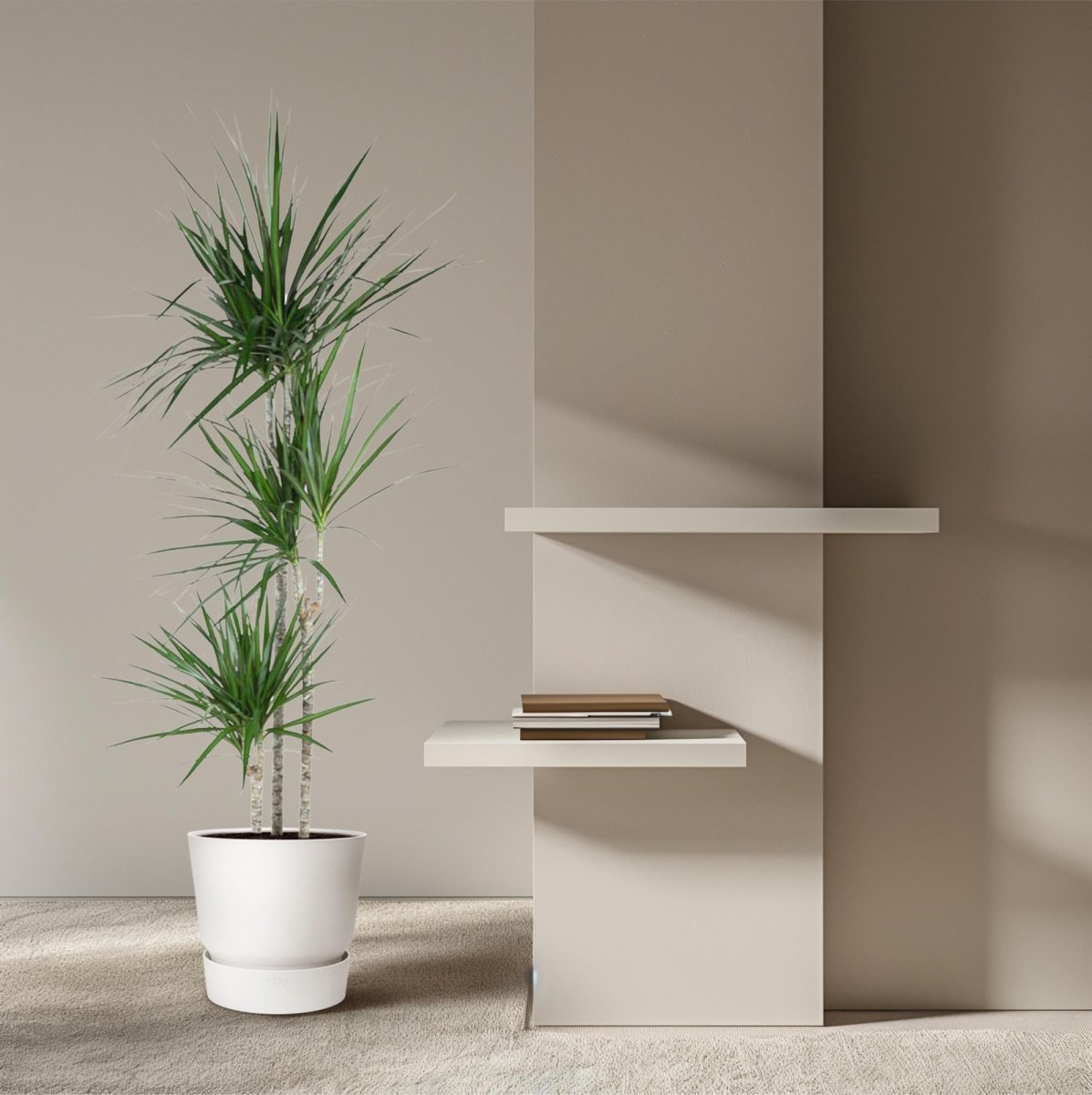 Dracaena Marginata 90 - 220 cm – Pflegeleichter Drachenbaum - Wurzelwerk Design