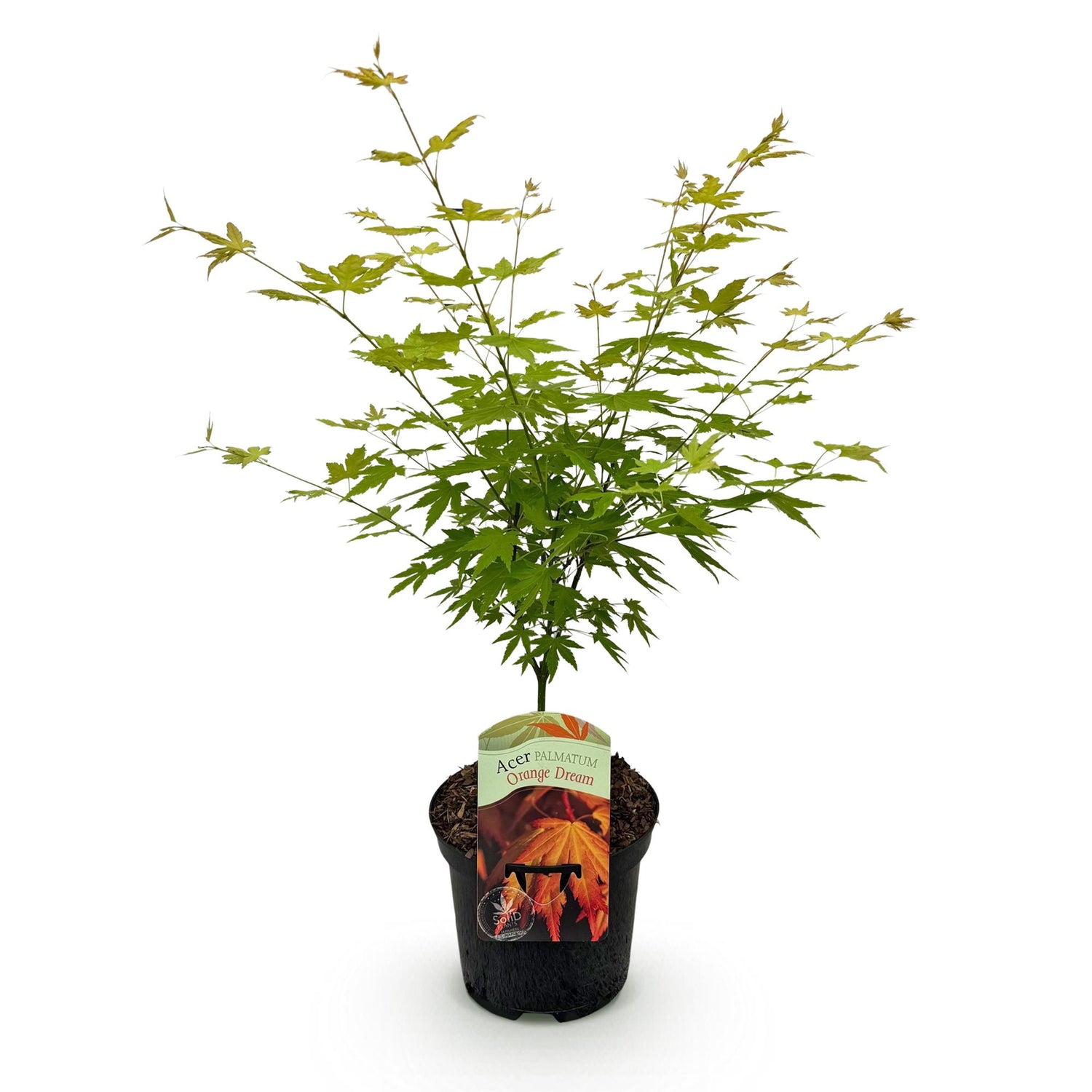 Japanischer Ahorn Acer palmatum Orange Dream in einem 19cm Topf, Laubabwerfende Pflanze mit orangefarbenen Blättern, ca. 70cm hoch